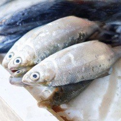 Ikan Bandeng 1 Kg